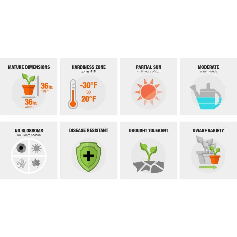 SOUTHERN LIVING 2 Gal. Fire Chief Arborvitae (Thuja) Live Dwarf Evergreen Shrub, Golden-Orange Foliage - Image 3