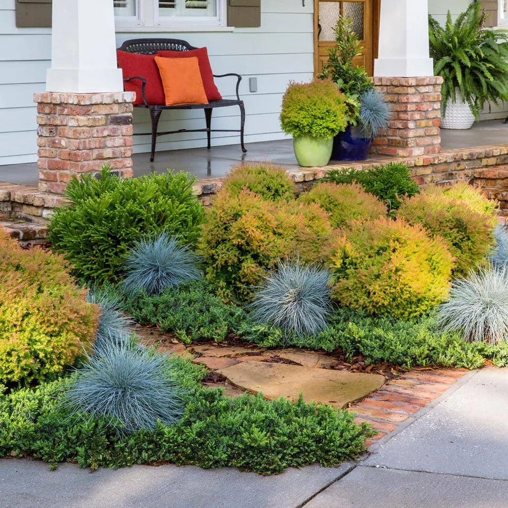 SOUTHERN LIVING 2 Gal. Fire Chief Arborvitae (Thuja) Live Dwarf Evergreen Shrub, Golden-Orange Foliage - Image 4