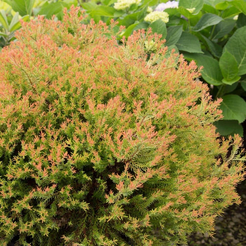 SOUTHERN LIVING 2 Gal. Fire Chief Arborvitae (Thuja) Live Dwarf Evergreen Shrub, Golden-Orange Foliage - Image 2