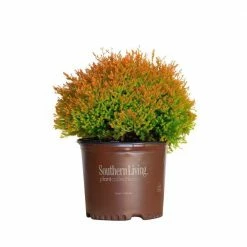 SOUTHERN LIVING 3 Gal. Fire Chief Arborvitae (Thuja) Live Dwarf Evergreen Shrub, Golden-Orange Foliage