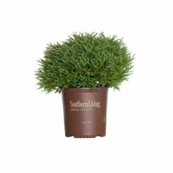 SOUTHERN LIVING 2 Gal. Pancake Arborvitae Shrub with Low-Growing Blue-Green Foliage