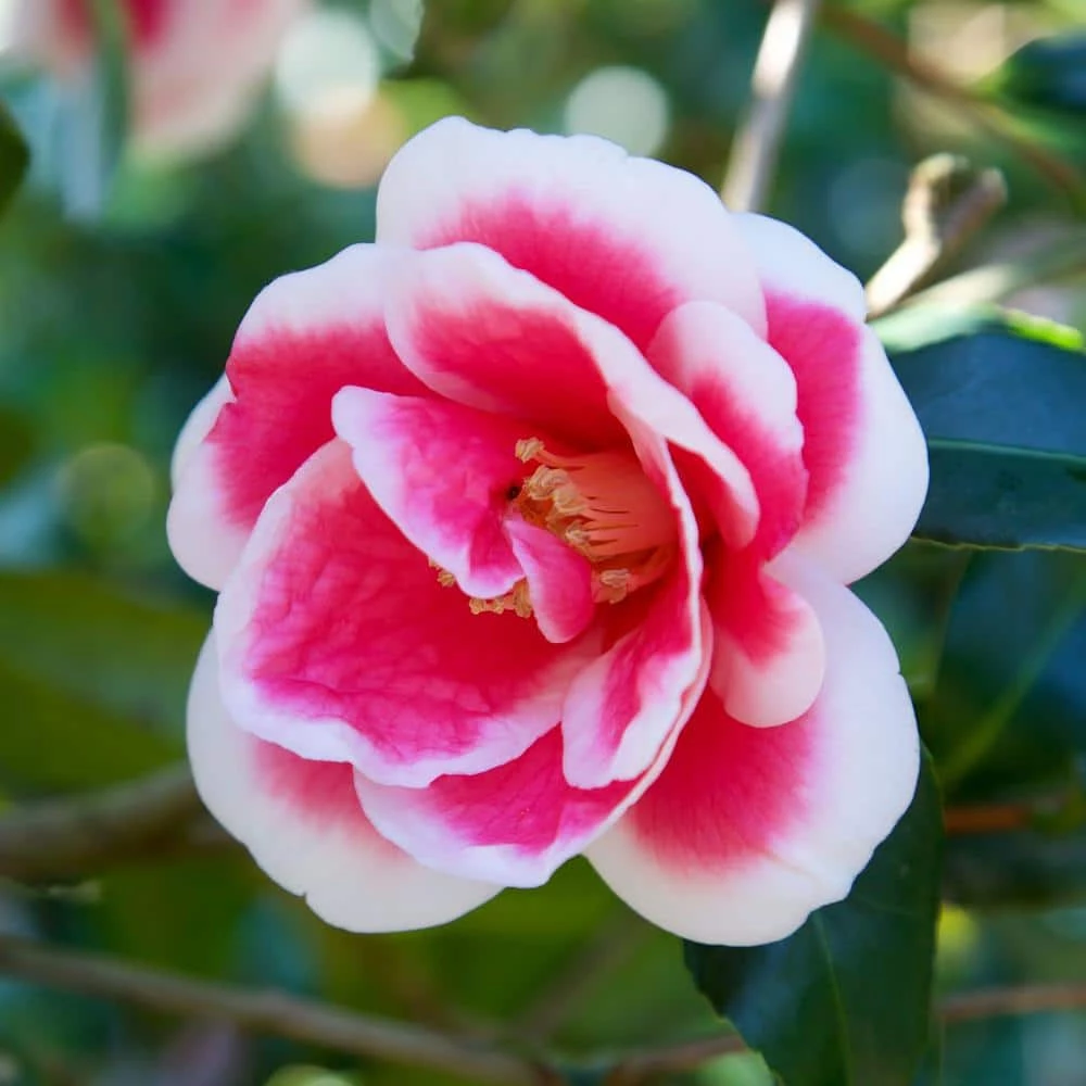 SOUTHERN LIVING 2 Gal. Christmas Carol Camellia Shrub with Red and White Autumn Blooms