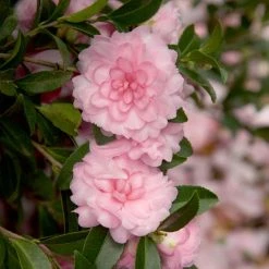 SOUTHERN LIVING 2 Gal. October Magic Pink Perplexion Camellia Shrub with Soft Pink Double Blooms