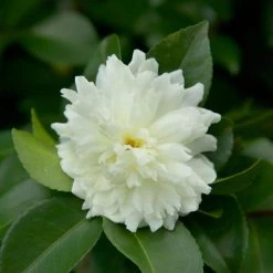 SOUTHERN LIVING 2 Gal. October Magic Ivory Camellia Shrub with Ruffled White Double Blooms