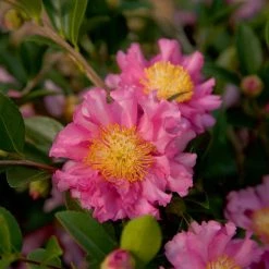 SOUTHERN LIVING 2 Gal. October Magic Carpet Camellia Shrub with Frilled Double Pink Autumn Flowers