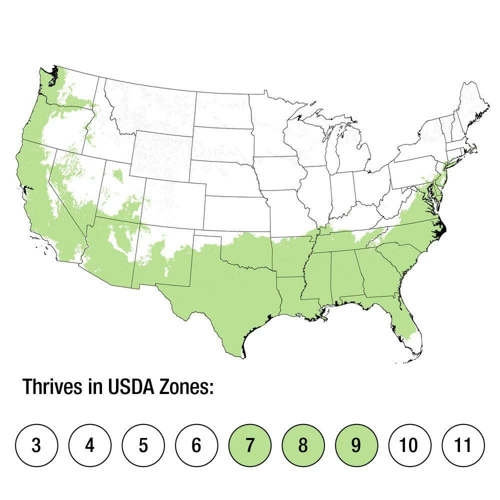 SOUTHERN LIVING 2 Gal. October Magic Carpet Camellia Shrub with Frilled Double Pink Autumn Flowers - Image 3
