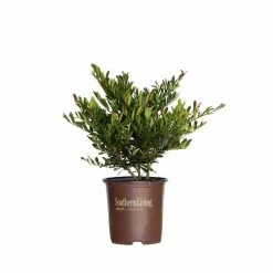 SOUTHERN LIVING 2 Gal. Cast in Bronze Distylium, Evergreen Shrub with Fast Growing Upright Habit