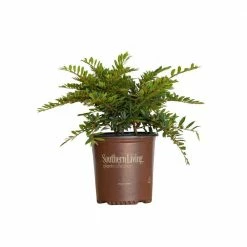 SOUTHERN LIVING 2 Gal. Jewel Box Distylium, Evergreen Shrub With Soft Blue-Green Foliage and a Rounded Habit