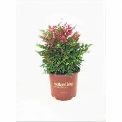 SOUTHERN LIVING 3 Gal. Obsession Nandina Multicolor Live Evergreen Shrub with Red-Green Foliage