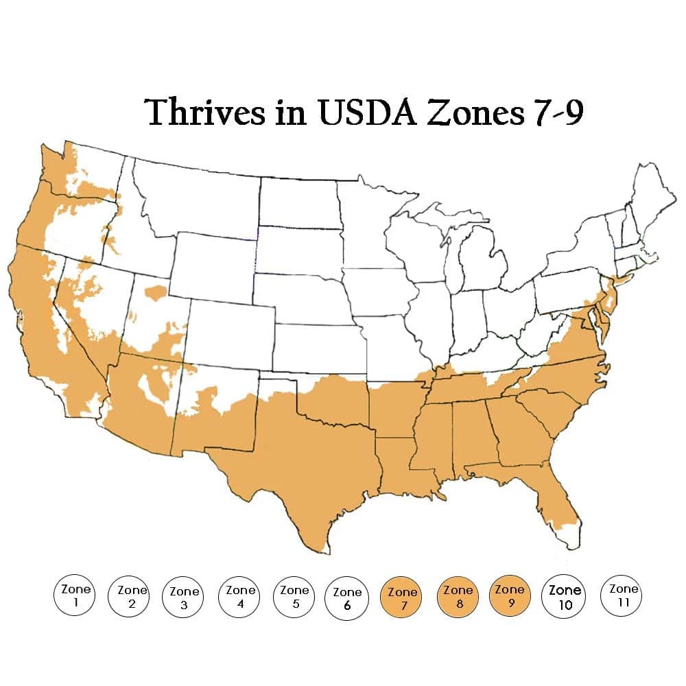 SOUTHERN LIVING 2 Gal. Bless Your Heart Blueberry Plant - Image 4