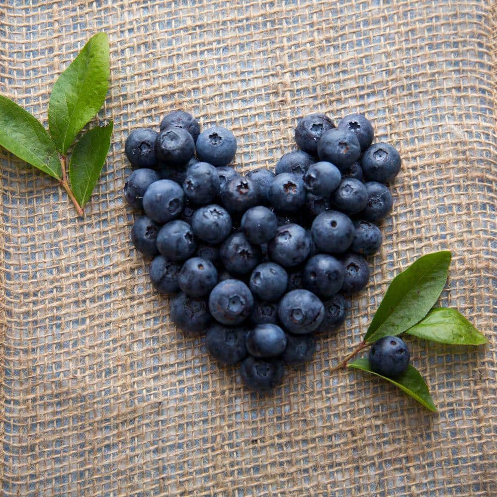 SOUTHERN LIVING 2 Gal. Bless Your Heart Blueberry Plant - Image 3