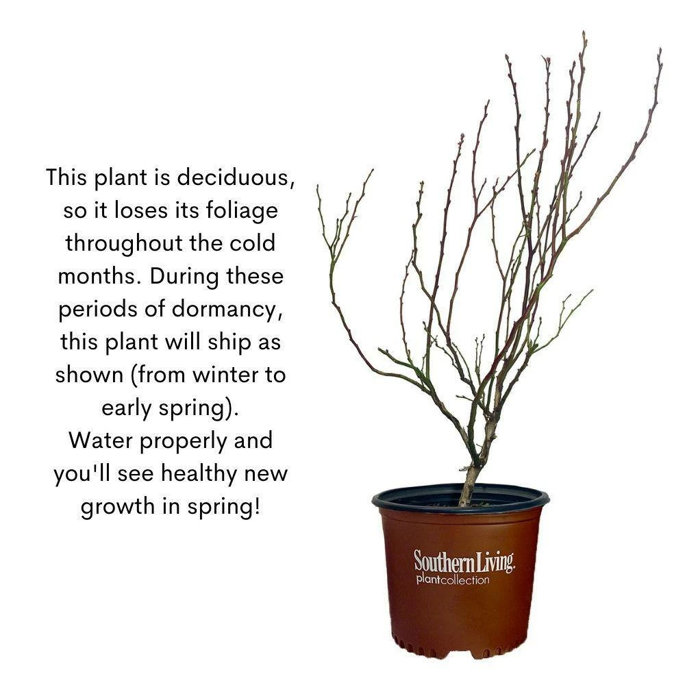 SOUTHERN LIVING 2 Gal. Bless Your Heart Blueberry Plant - Image 6