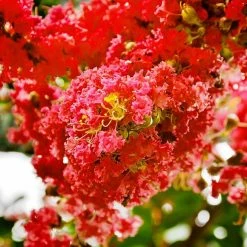 SOUTHERN LIVING 1 Gal. Miss Frances Crape Myrtle Tree