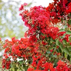 SOUTHERN LIVING 3 Gal. Miss Frances Crape Myrtle Tree
