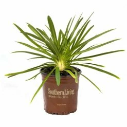 SOUTHERN LIVING 2.5 Qt. White and Violet Bloom Clusters - Queen Mum Agapanthus, Live Perennial Plant