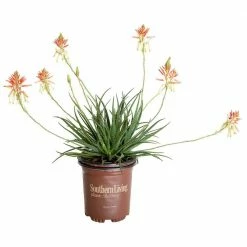 SOUTHERN LIVING 2.5 Qt. Safari Sunrise Aloe with Orange-Pink Flowers