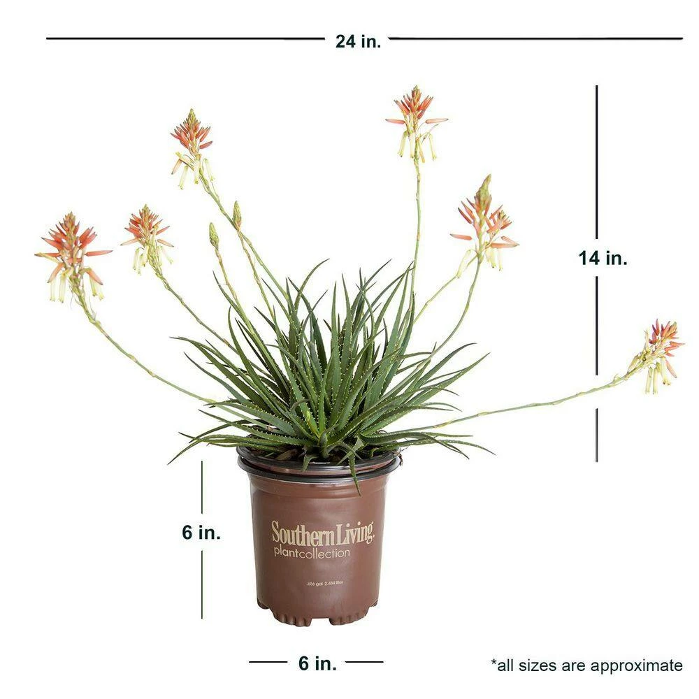 SOUTHERN LIVING 2.5 Qt. Safari Sunrise Aloe with Orange-Pink Flowers - Image 3